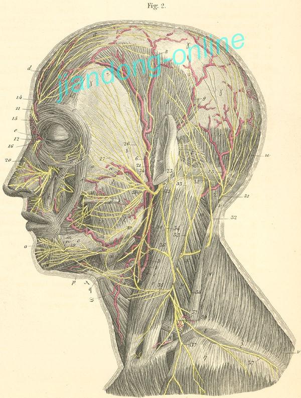 这是一张堪称经典的面神经分布图,在真实的人体上,面神经的神经末梢